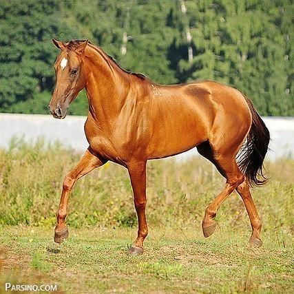تصاویر اسب , عکس اسب , اسب های ایرانی , عکس های اسب خارجی