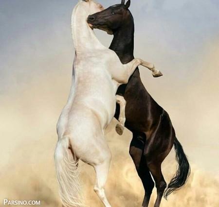 تصاویر اسب , عکس اسب , اسب های ایرانی , عکس های اسب خارجی