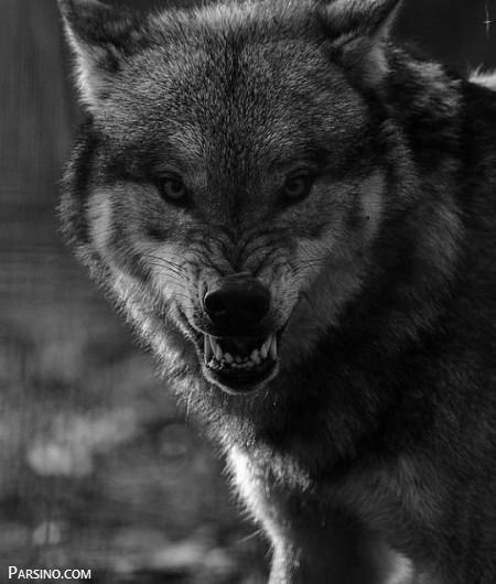 تصاویر گرگ وحشی , عکس های گرگ , گرگ های زیبا , عکس گرگ خشمگین
