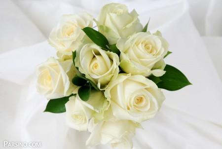 گل , عکس گل رز سفید , گل رز سفید