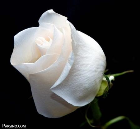 گل رز , گل رز سفید , عکس گل رز سفید ,گل سفید
