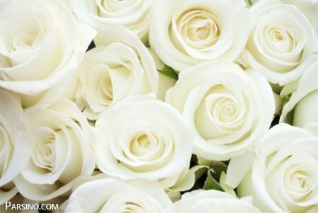 گل رز , گل رز سفید , عکس گل رز سفید ,گل سفید