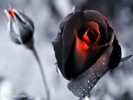 گل رز سیاه