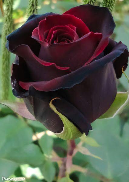 رز سیاه , گل رز سیاه , عکس رز سیاه , تصویر گل رز سیاه , گل رز مشکی