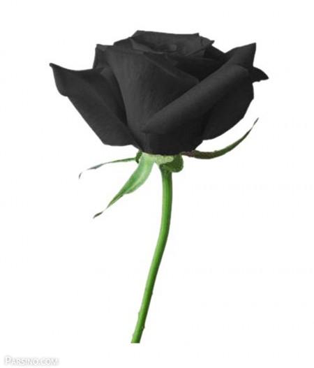 رز سیاه , گل رز سیاه , عکس رز سیاه , تصویر گل رز سیاه , گل رز مشکی