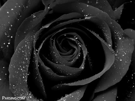 عکس گل , گل رز , عکس رز سیاه , تصویر گل رز سیاه , گل رز مشکی