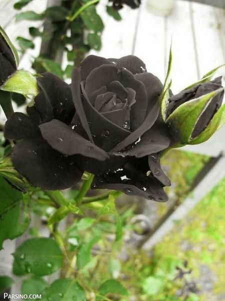 عکس گل , گل رز , عکس رز سیاه , تصویر گل رز سیاه , گل رز مشکی