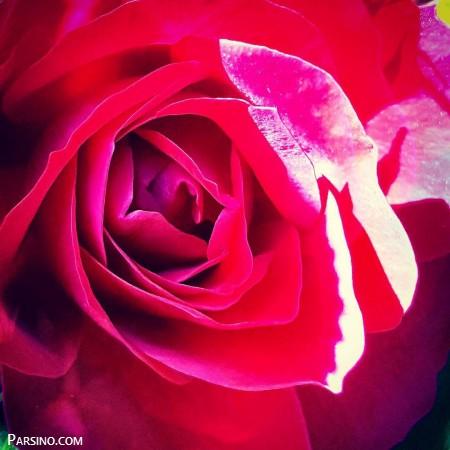 گل رز , گل رز قرمز , عکس گل رز قرمز , عکس گل رز قرمز عاشقانه , Red rose photo