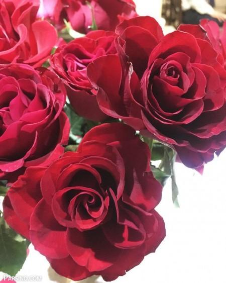 گل رز , گل رز قرمز , عکس گل رز قرمز , عکس گل رز قرمز عاشقانه , Red rose photo