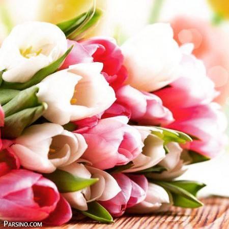 گل لاله , گل لاله سفید , تصاویر گل لاله , گل لاله قرمز , گل لاله زیبا