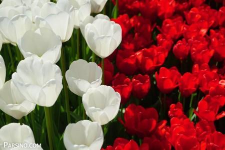 گل لاله , گل لاله سفید , تصاویر گل لاله , گل لاله قرمز , گل لاله زیبا