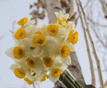 عکس گل , گل نرگس سفید , گل نرگس زرد