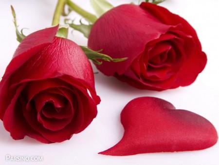 گل رز قرمز عاشقانه