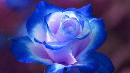 عکس پروفایل گل رز آبی زیبا