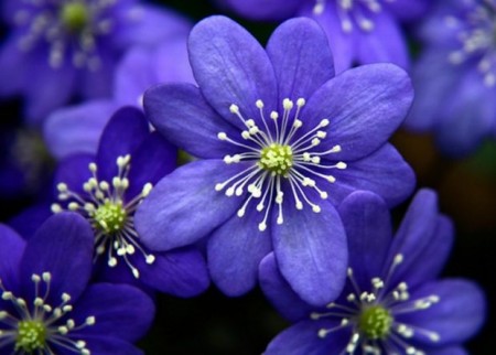 عکس گل آبی و بنفش قشنگ برای پروفایل