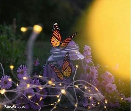 تصاویر پروانه , عکس های پروانه , انواع پروانه , پروانه های زیبا