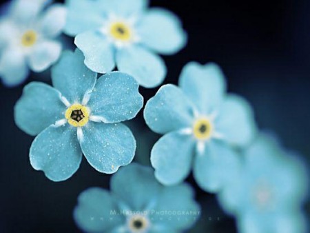 عکس گل فیروزه ای برای پروفایل زیبا