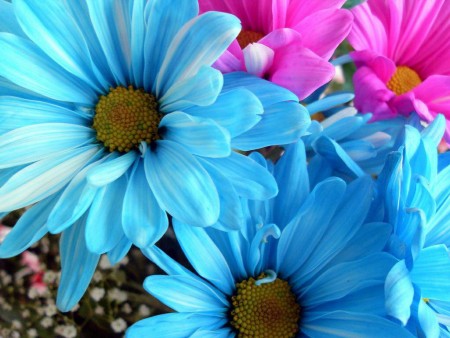 دانلود عکس گل آبی و صورتی بسیار زیبا برای پروفایل