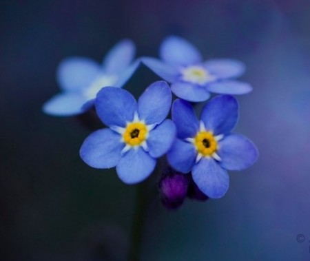 دانلود عکس گل آبی فوق العاده زیبا