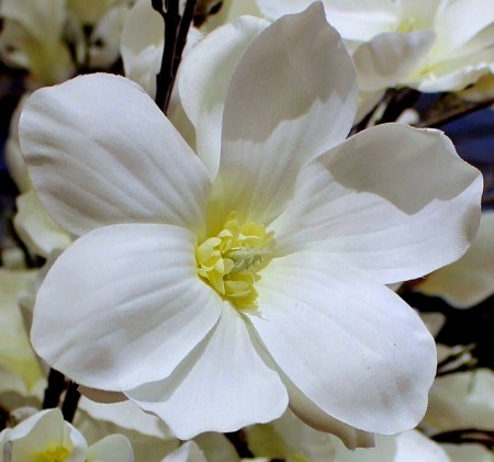 دانلود گل سفید رنگ برای پروفایل