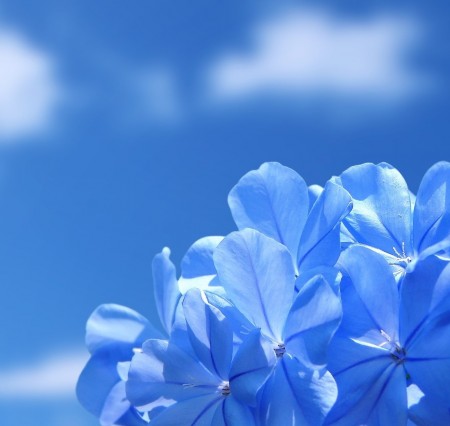 گالری عکس گل آبی با پس زمینه آسمان