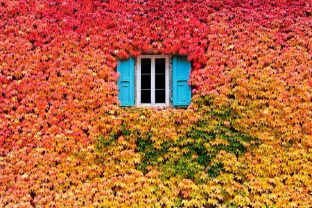 پنجره رو به پاییز