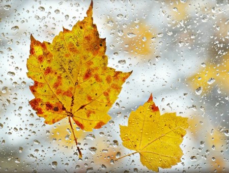 عکس پاییزی بارانی